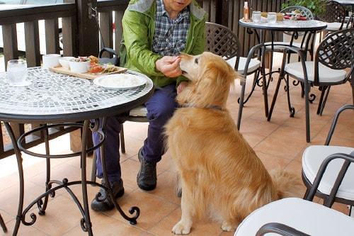 岩手県で雨の日に遊べる室内ドッグラン以外：カフェレストランビクトリア